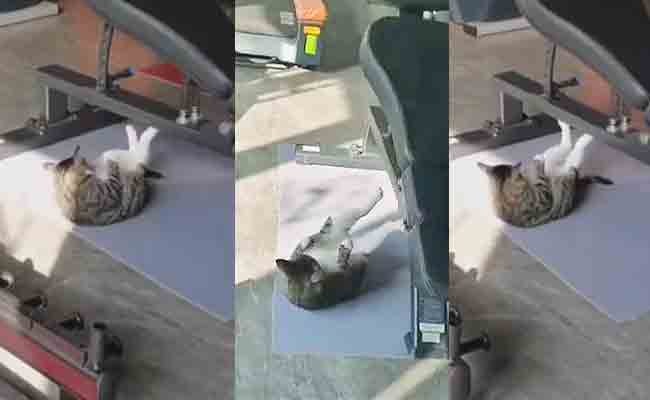 Cute Cat Doing Push Ups In Gym Video Goes Viral On Social Media - Sakshi