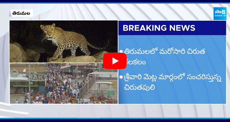 Leopard Hulchul In Tirumala 1