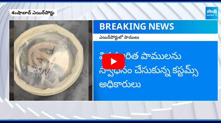 Custom Officials Seize Exotic Snakes at Shamshabad Airport  1