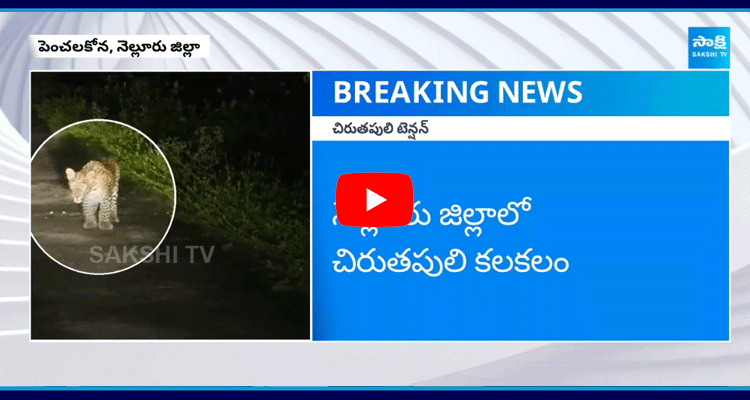 Leopard Spotted In Nellore District  1