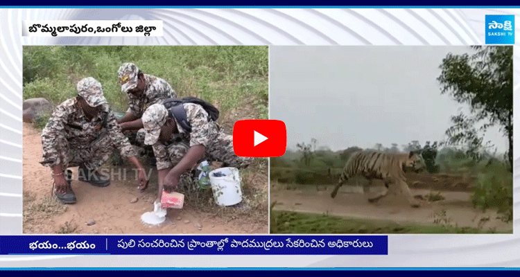 Tiger Hulchul In Ongole District 2