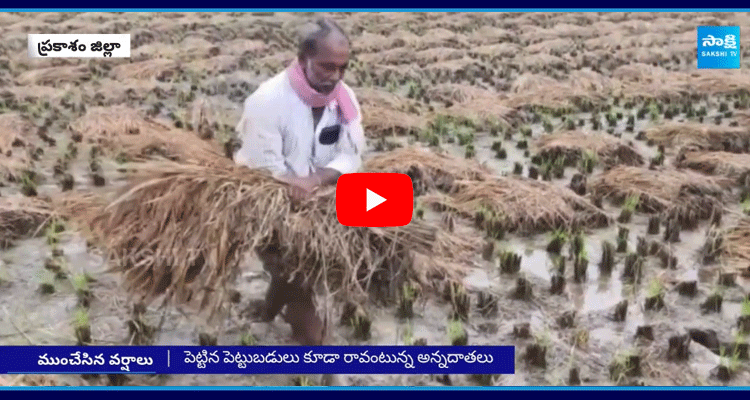 Crop Loss In Prakasam District Due To Heavy Rains  1