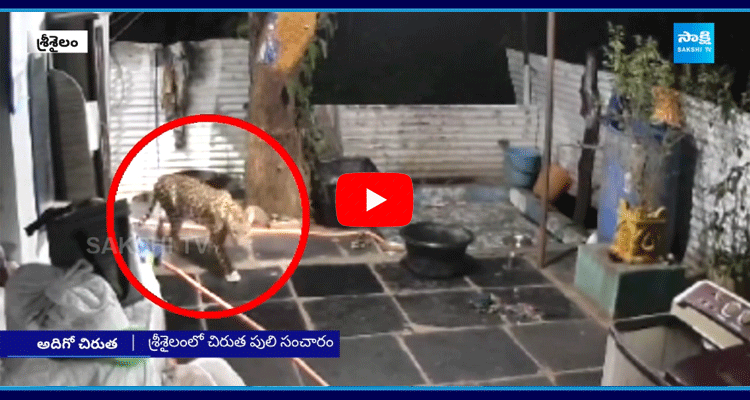 Leopard Visited Priest Home In Srisailam 1