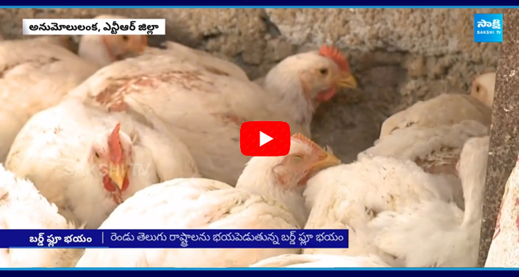 Bird Flu Effect on AP and Telangana Officials Warn Not to Eat Chicken  1