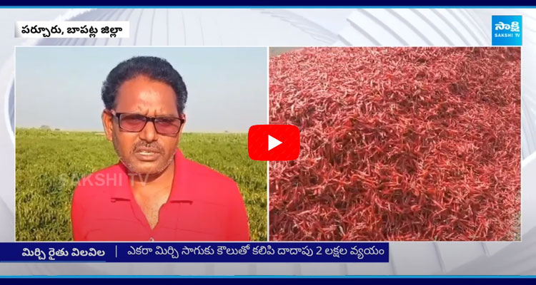 Parchuru Mirchi Farmers Struggle Over Price Drop 5