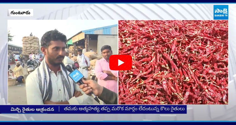 Chilli Farmers About On Market Prices At Guntur Mirchi Yard And Chandrababu Government Failure  1