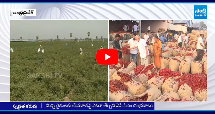 Chandrababu Government Negligence On Mirchi Farmers 1