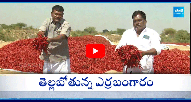 Mirchi Price Downfall In Chandrababu Government 3