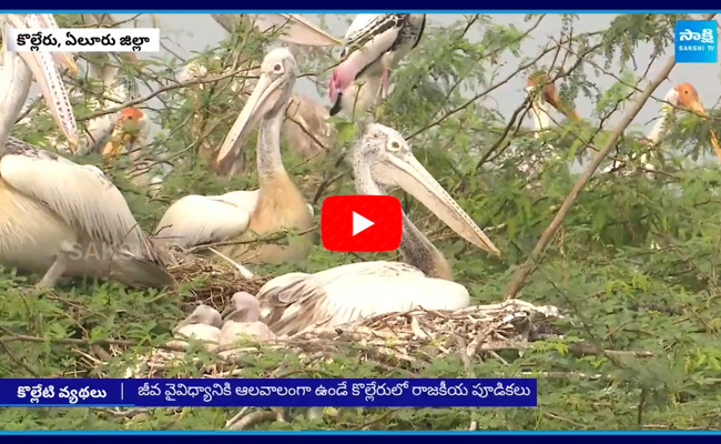 Supreme Court Issued Notices To TDP Government On Kolleru Lake Invasions In Eluru 1