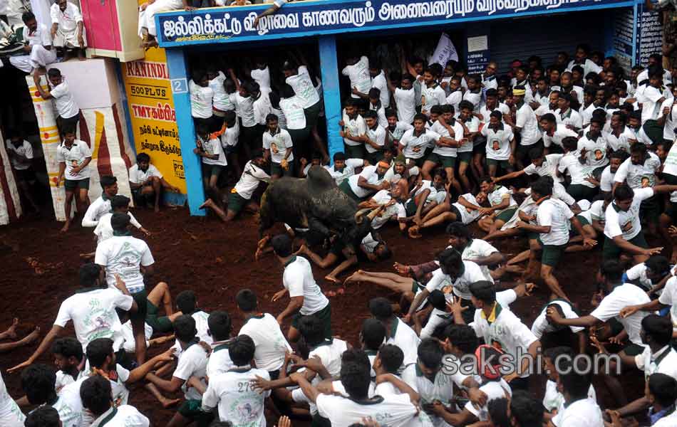 2014 Alanganallur Jallikattu - Sakshi4