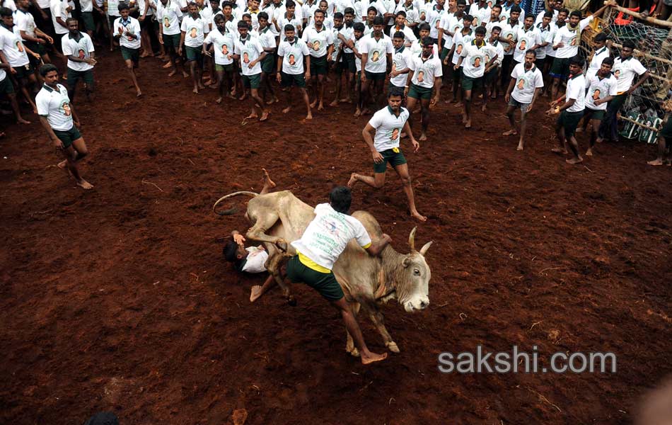 2014 Alanganallur Jallikattu - Sakshi5