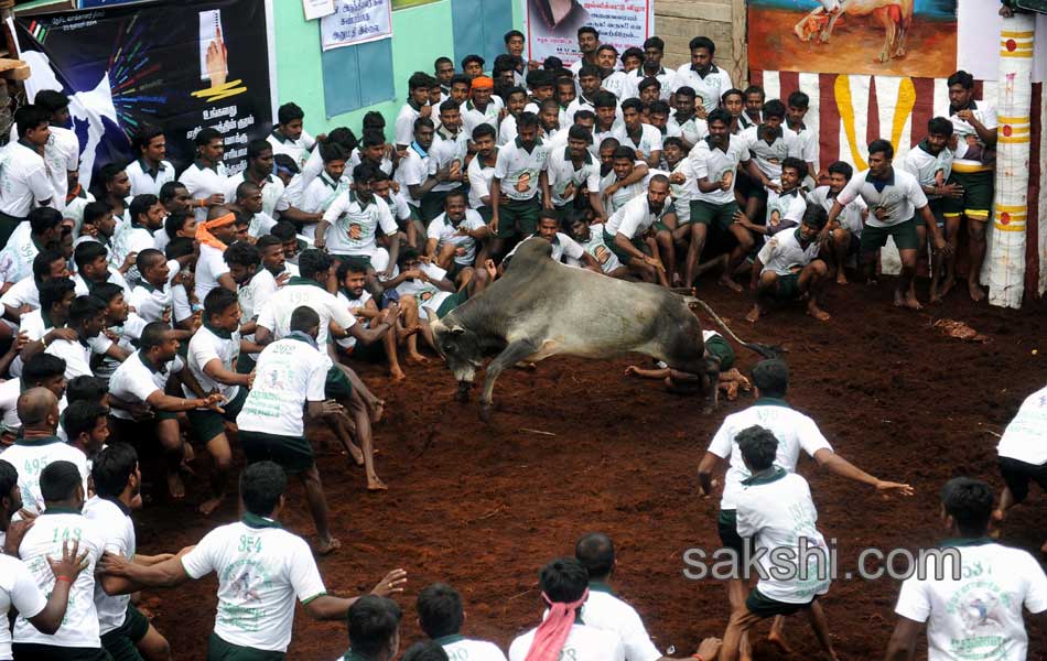 2014 Alanganallur Jallikattu - Sakshi10