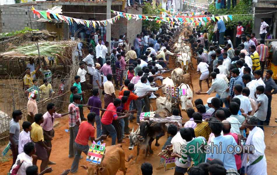 2014 Alanganallur Jallikattu - Sakshi12