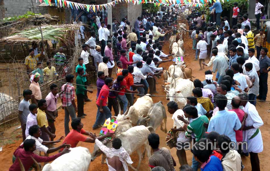 2014 Alanganallur Jallikattu - Sakshi13