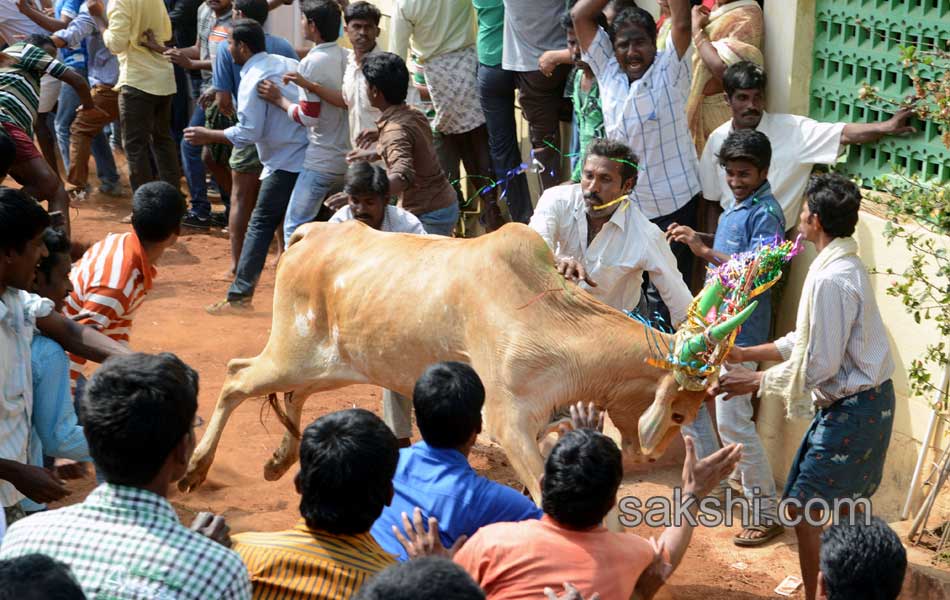 2014 Alanganallur Jallikattu - Sakshi40