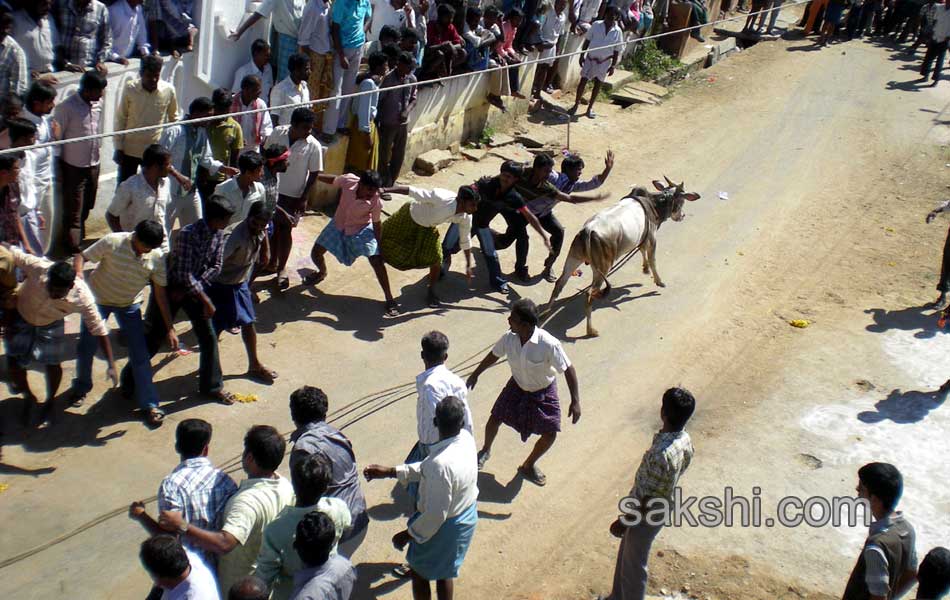 2014 Alanganallur Jallikattu - Sakshi52