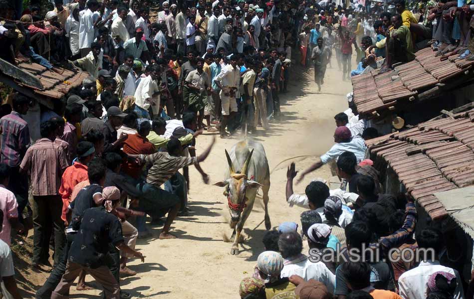 2014 Alanganallur Jallikattu - Sakshi53