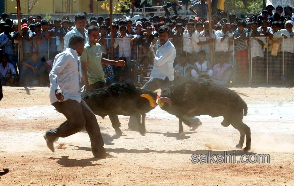 sheep fight in karnataka1