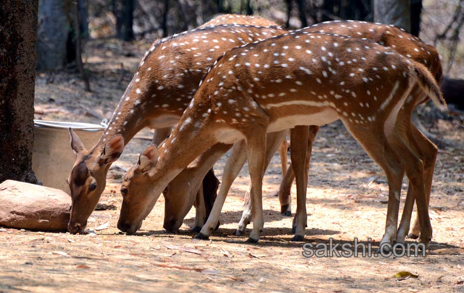 The park is the second largest zoo in Asia2