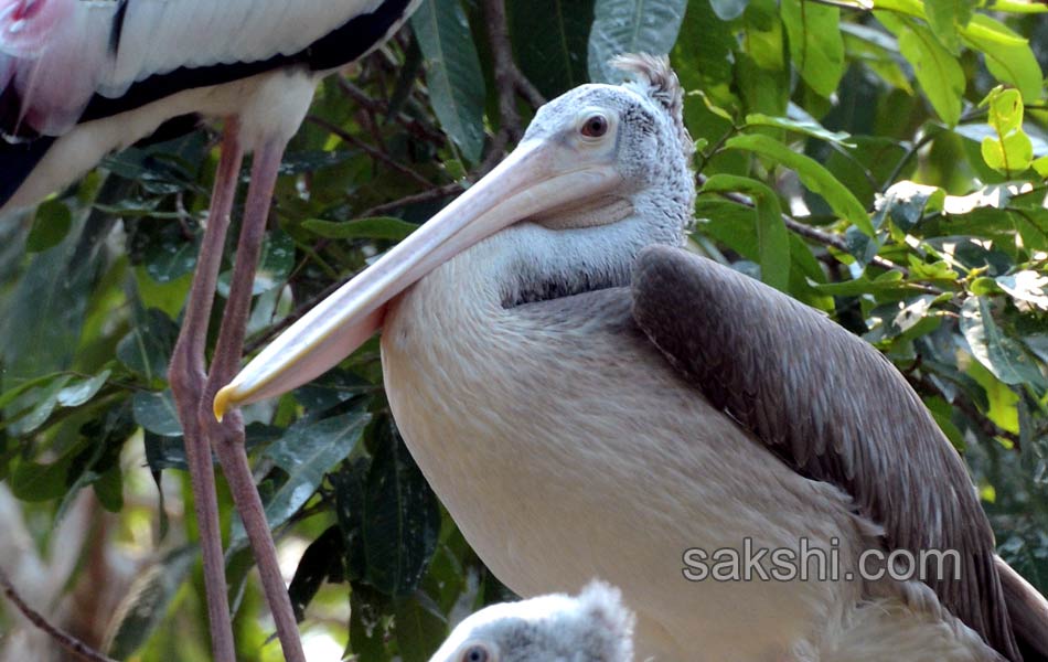 The park is the second largest zoo in Asia18