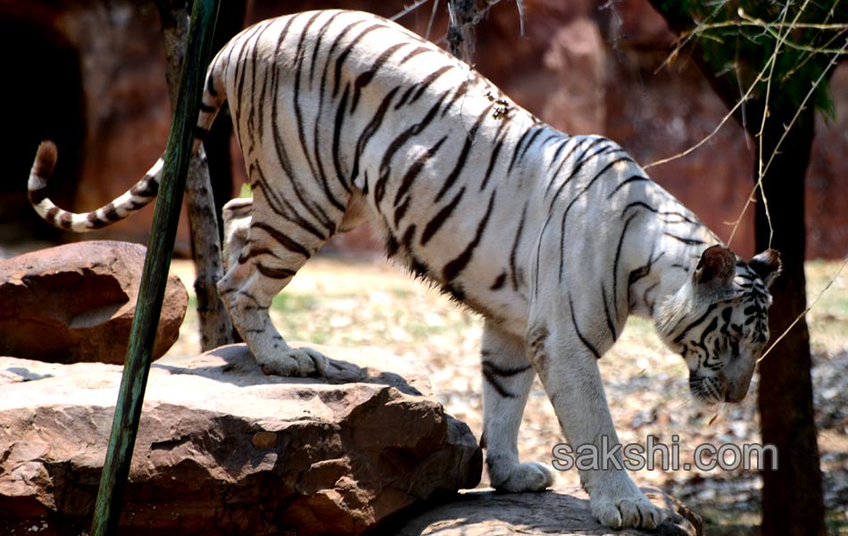 The park is the second largest zoo in Asia25