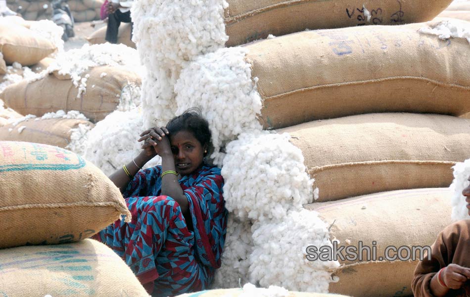 problem for cotton farmers4