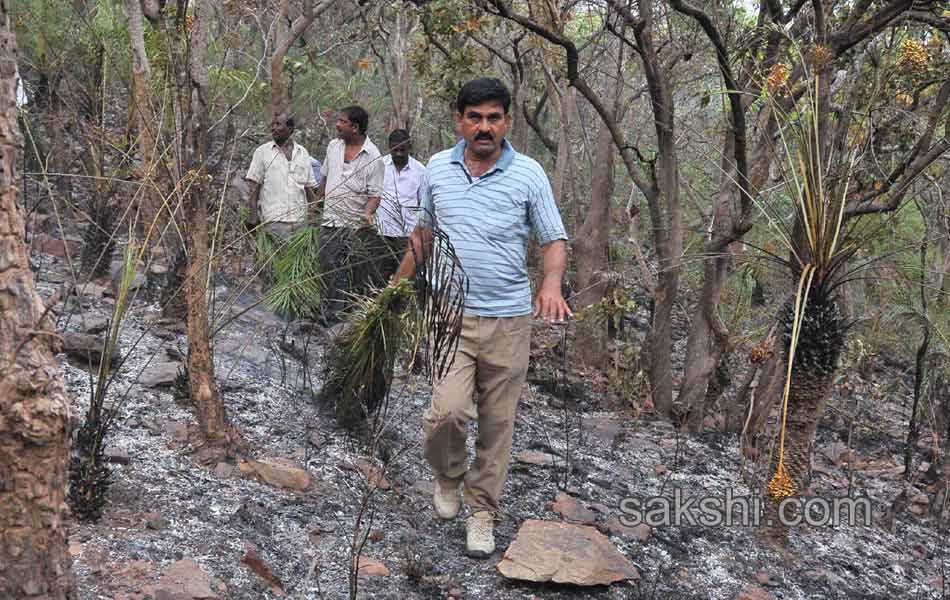 fire accidnet Tirumala Forest6