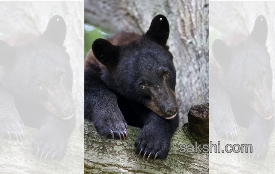 black bear4