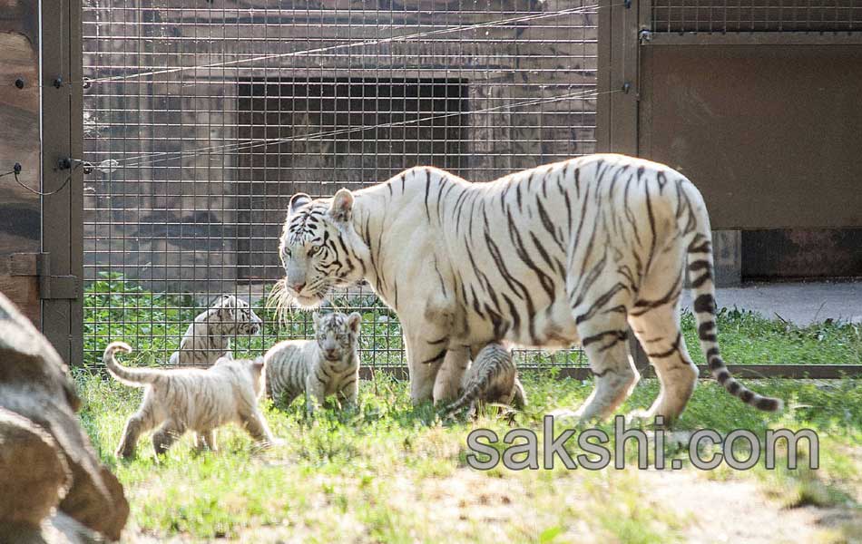 Hungary Tiger Cubs3