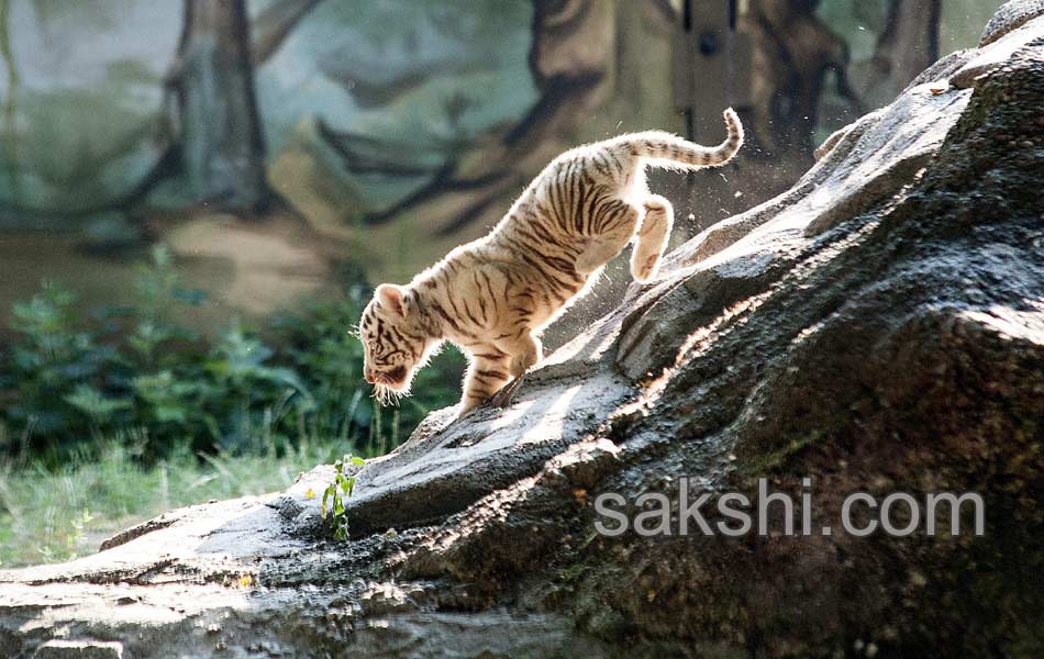 Hungary Tiger Cubs5