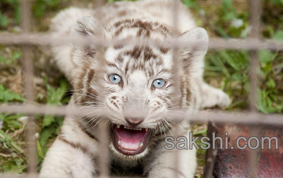 Hungary Tiger Cubs4