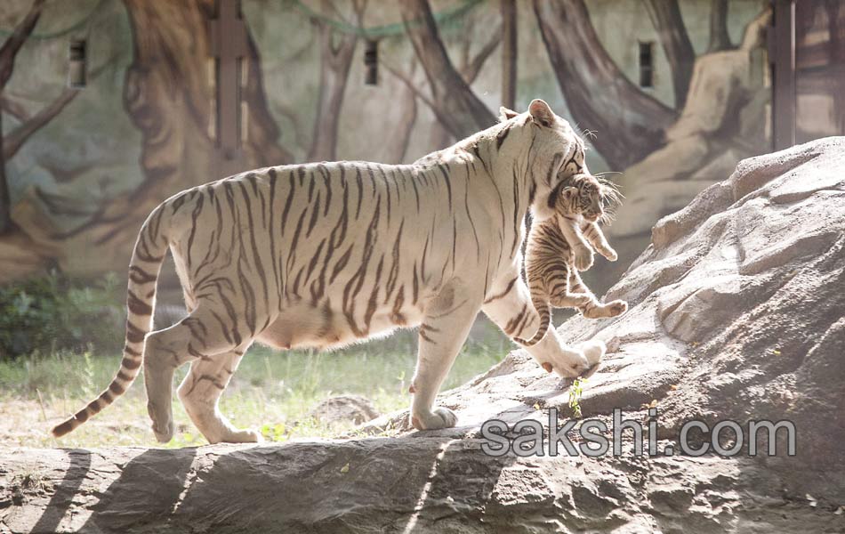 Hungary Tiger Cubs2