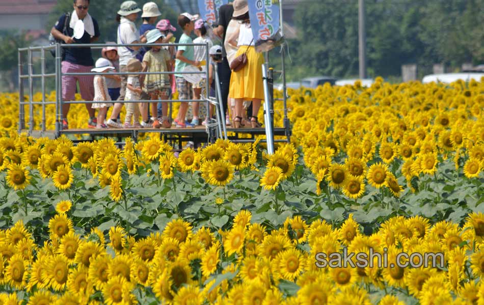 SUNFLOWERS2