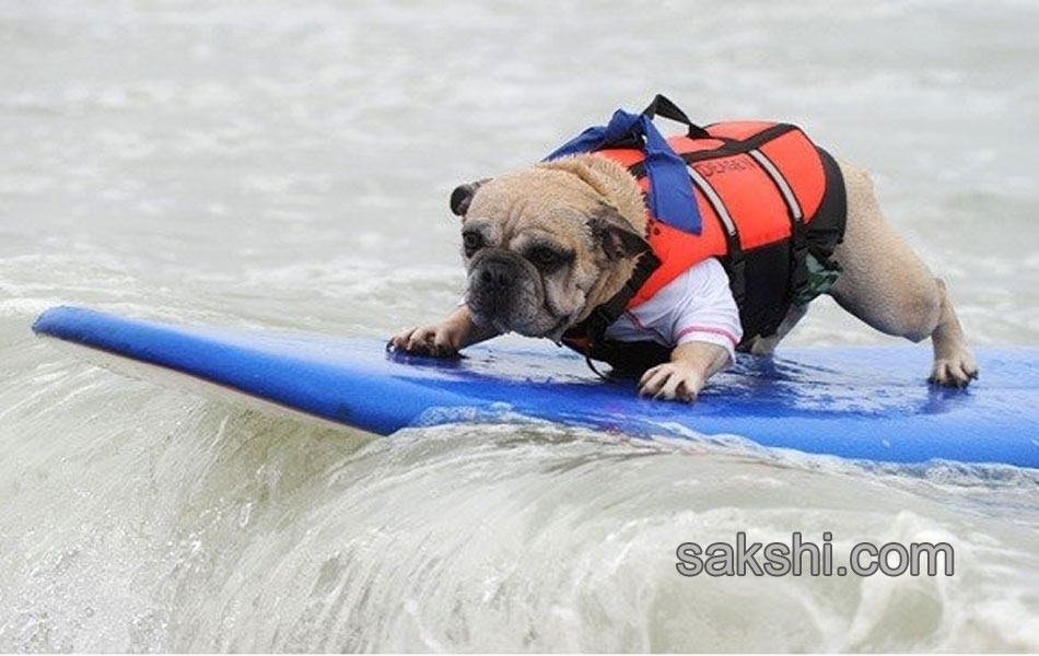 surfing bulldog - Sakshi10