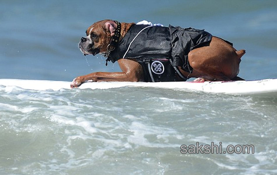 surfing bulldog - Sakshi11