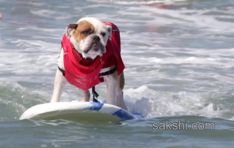 surfing bulldog - Sakshi12