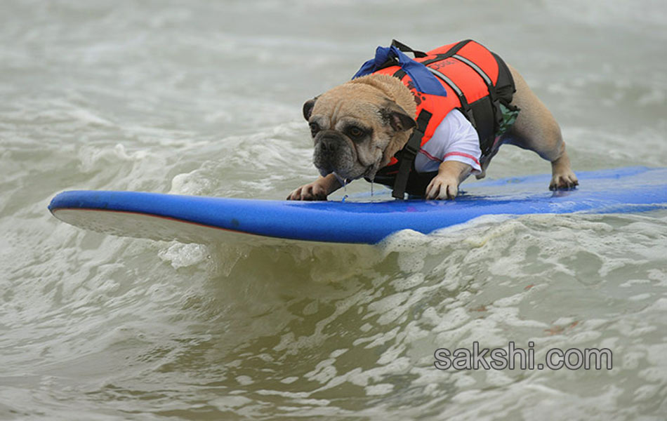 surfing bulldog - Sakshi13