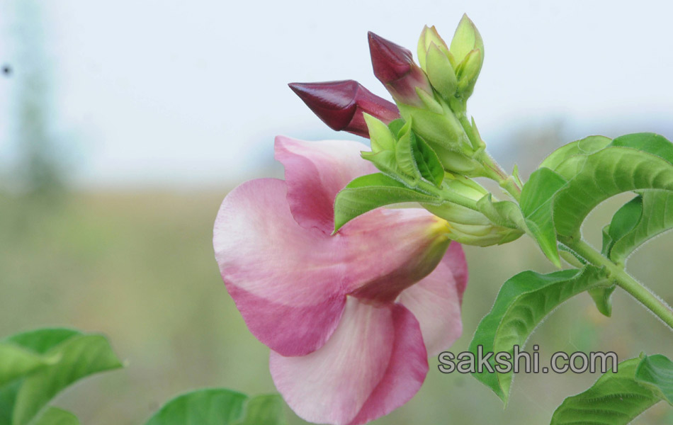 Beautiful flowers in garden5