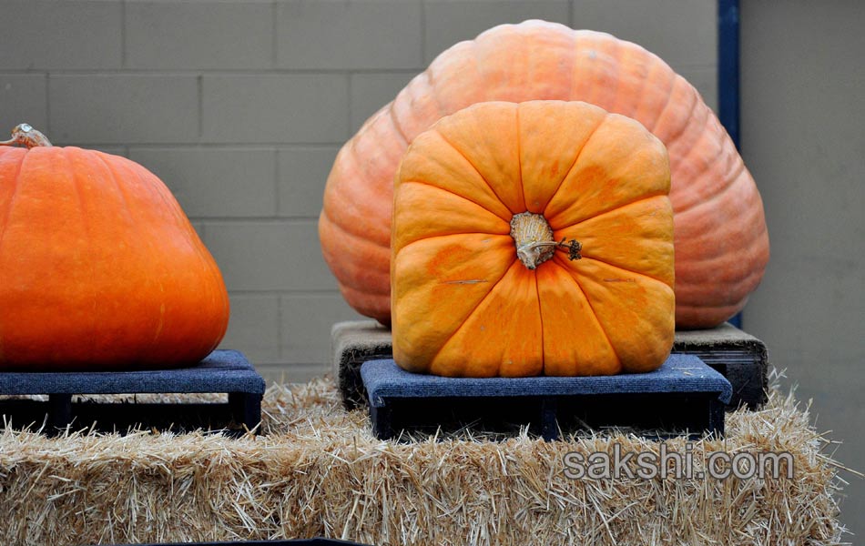 pumpkin weighing7