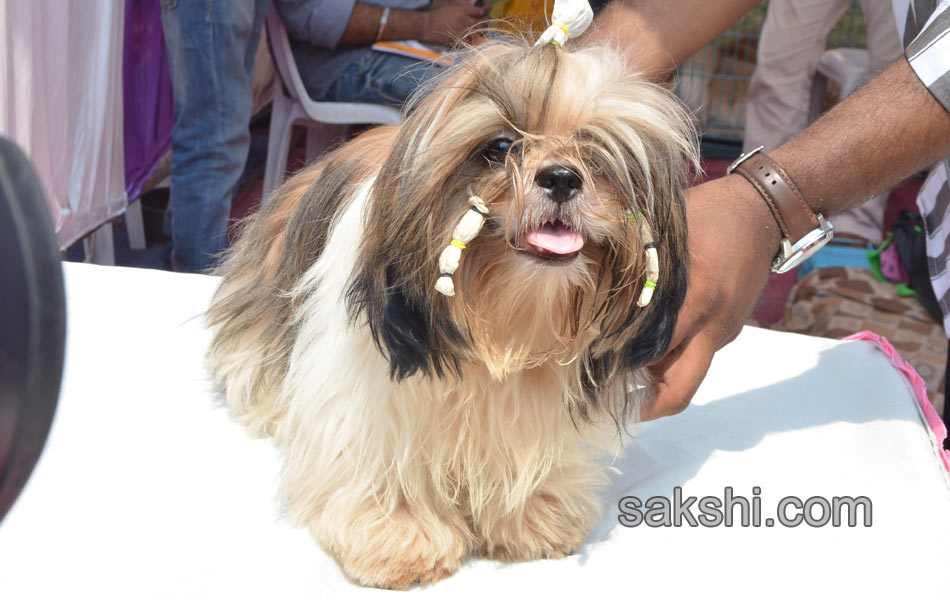 High  Breed - Sakshi6