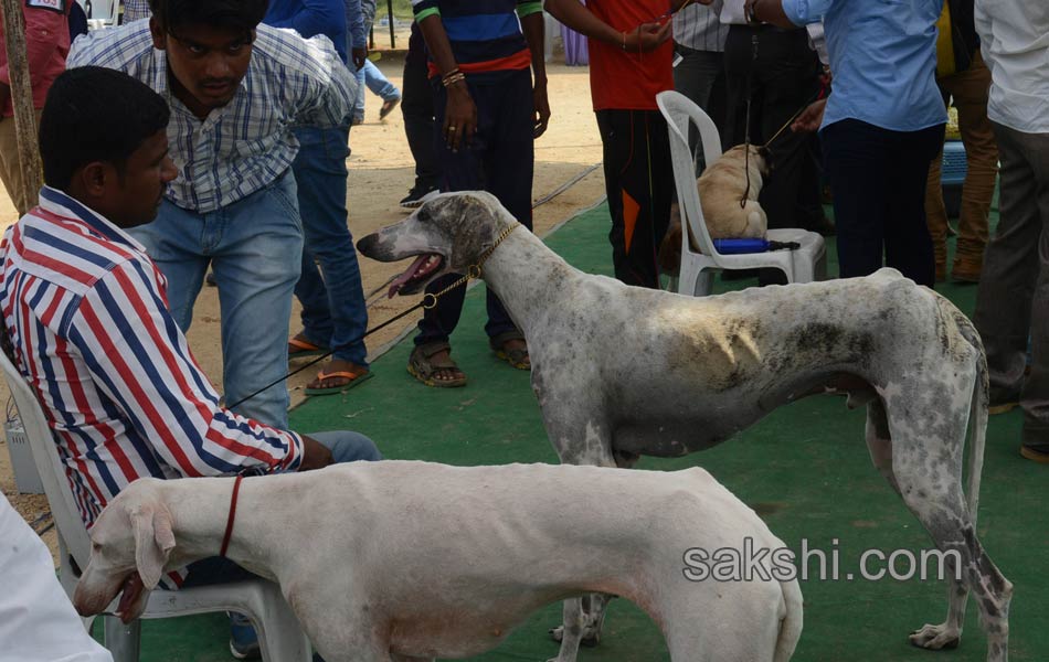 Dogs Show in hyderabad - Sakshi6