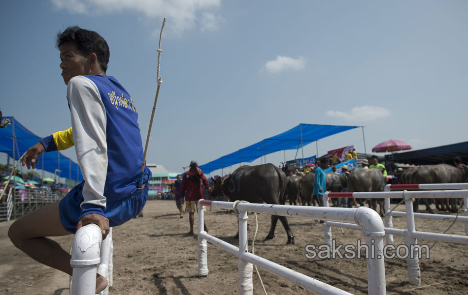 THAILAND CULTURE ANIMAL4