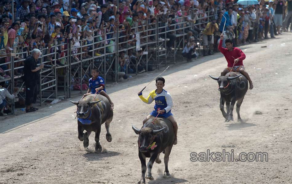 THAILAND CULTURE ANIMAL5