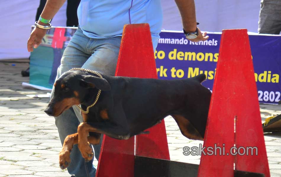 Cute Dog Show - Sakshi3