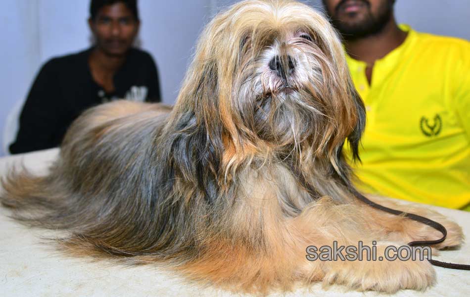 Cute Dog Show - Sakshi10