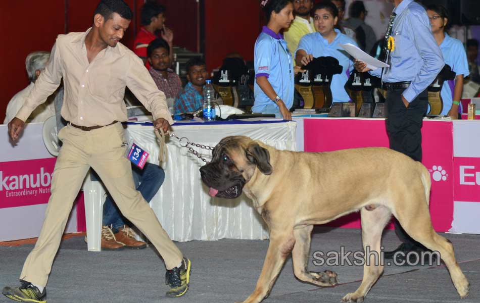 Cute Dog Show - Sakshi13