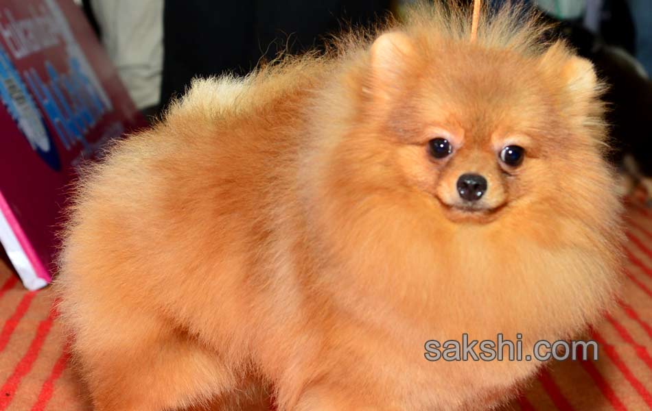 Cute Dog Show - Sakshi18