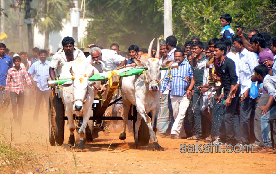 Bulls being competition at Kovur1