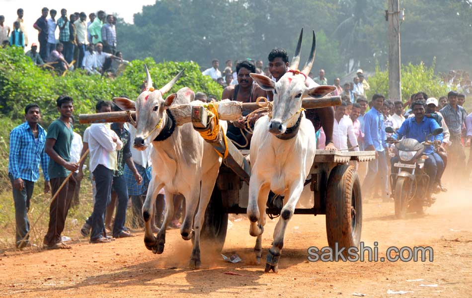 Bulls being competition at Kovur2