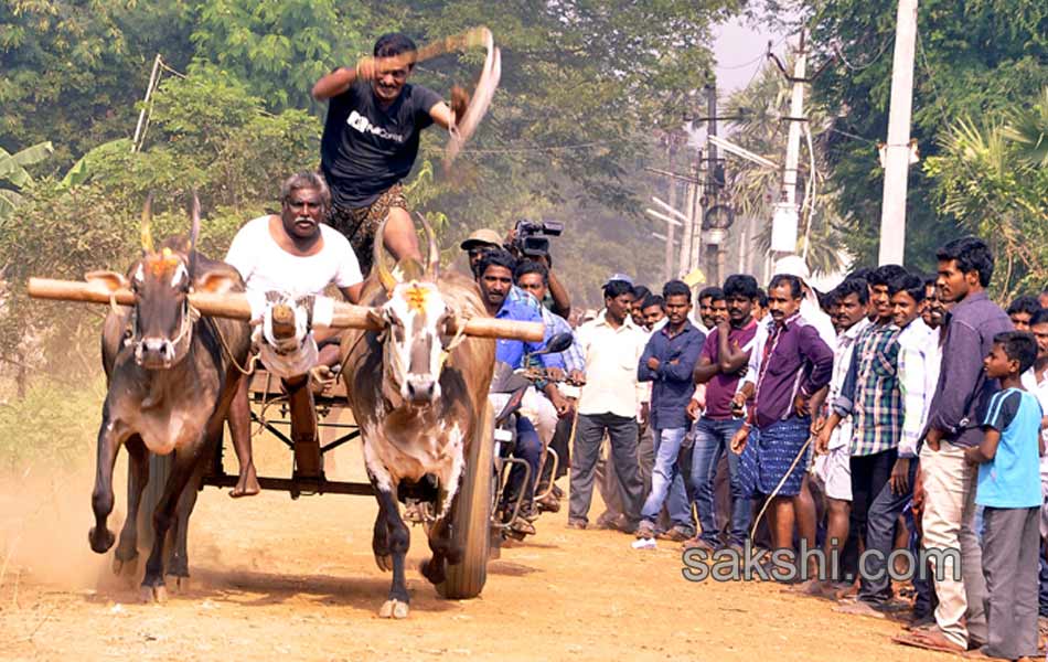 Bulls being competition at Kovur3